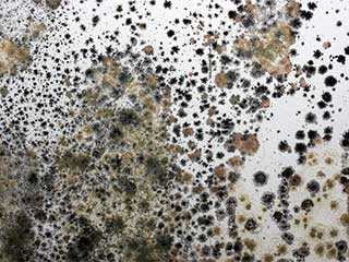 Mold Removal | Duarte Carpet Cleaning Expert Mold Removal | Duarte Carpet Cleaning