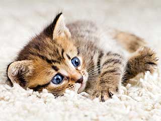 Pet Stain Removal | Duarte Carpet Cleaning Pet Stain Removal Services | Duarte Carpet Cleaning